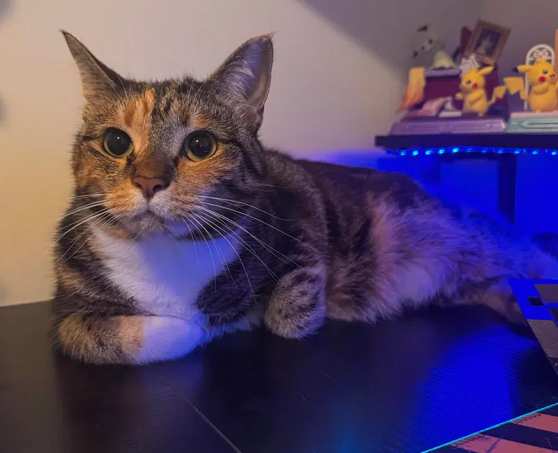 Leilani, an adult female Calico cat up for adoption