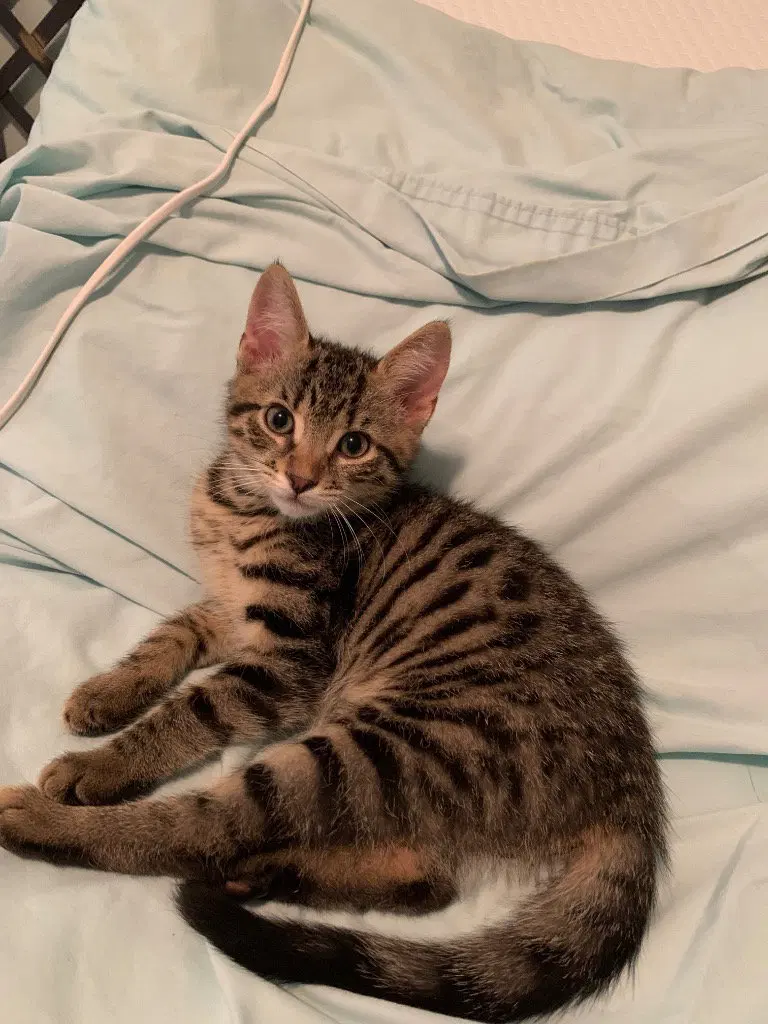 Emrys, a male Tabby kitten up for adoption