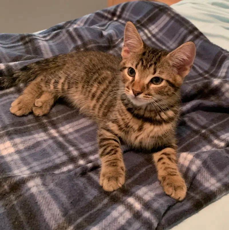 Arlo, a male Tabby kitten up for adoption