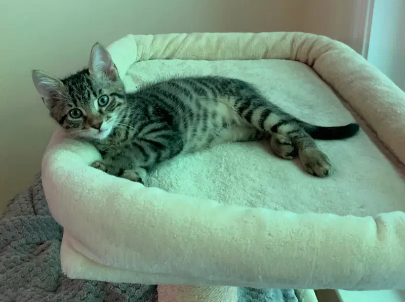 Arlo, photo 3