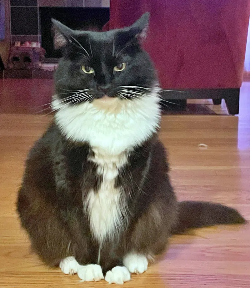 Lola, an adult female Tuxedo cat up for adoption