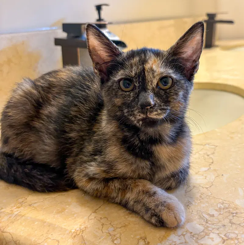 Juli, a female Tortoiseshell kitten up for adoption