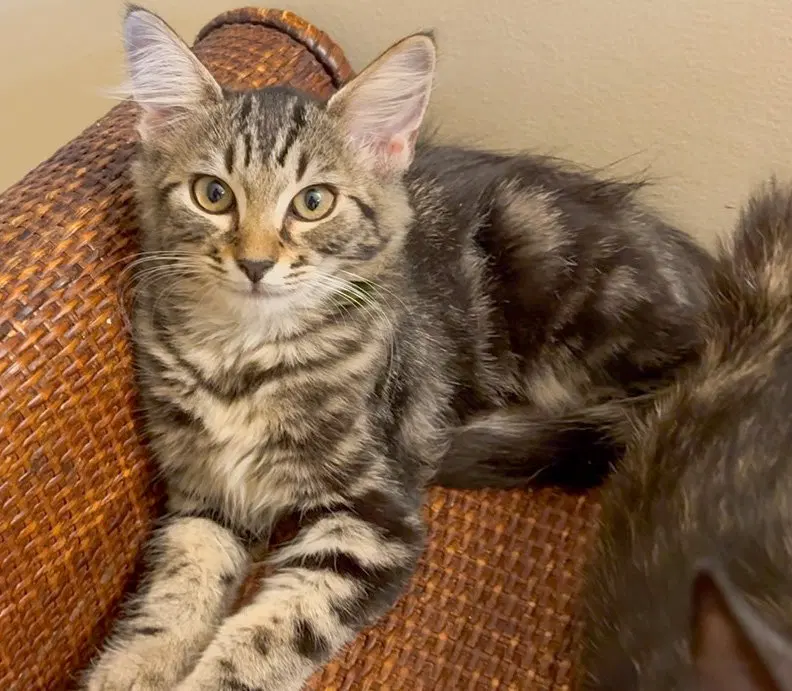 Shirli, a female Tabby kitten up for adoption