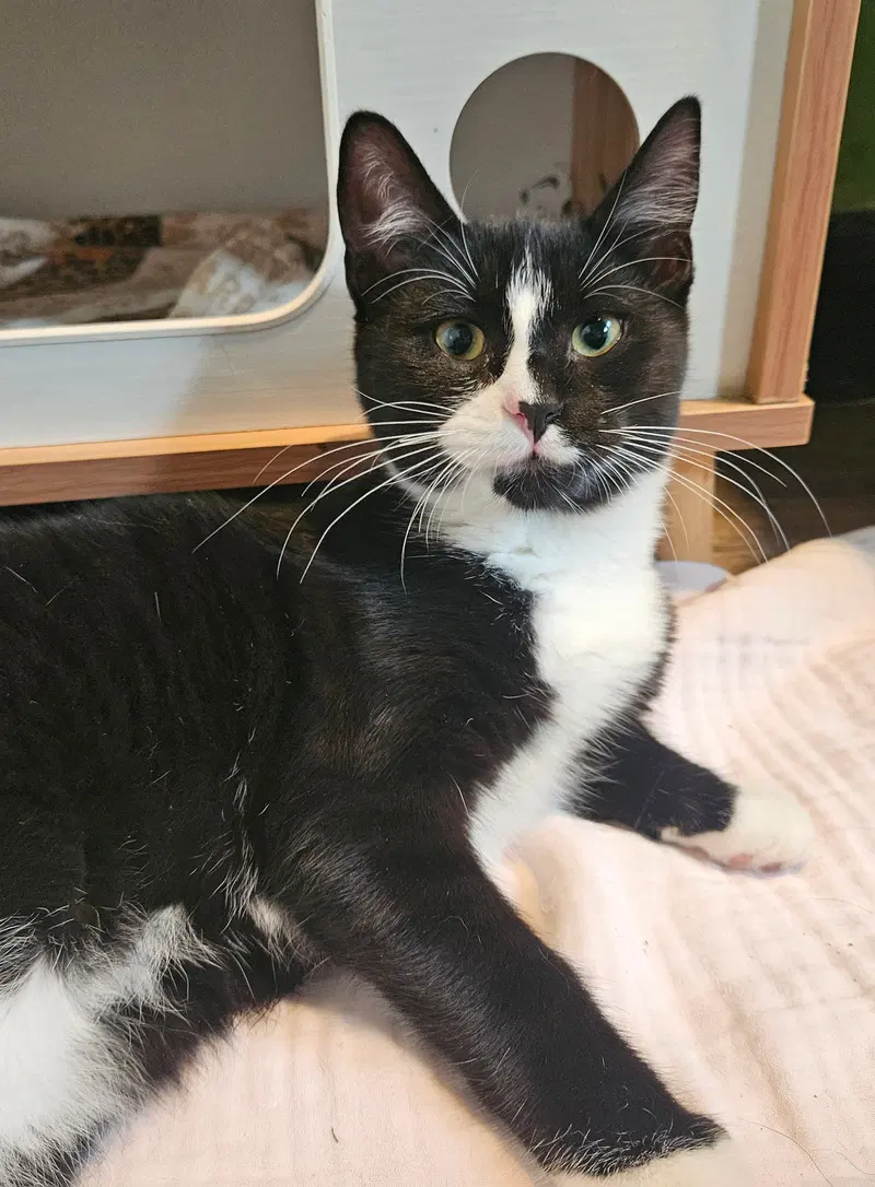 S.Pellegrino, a female kitten up for adoption