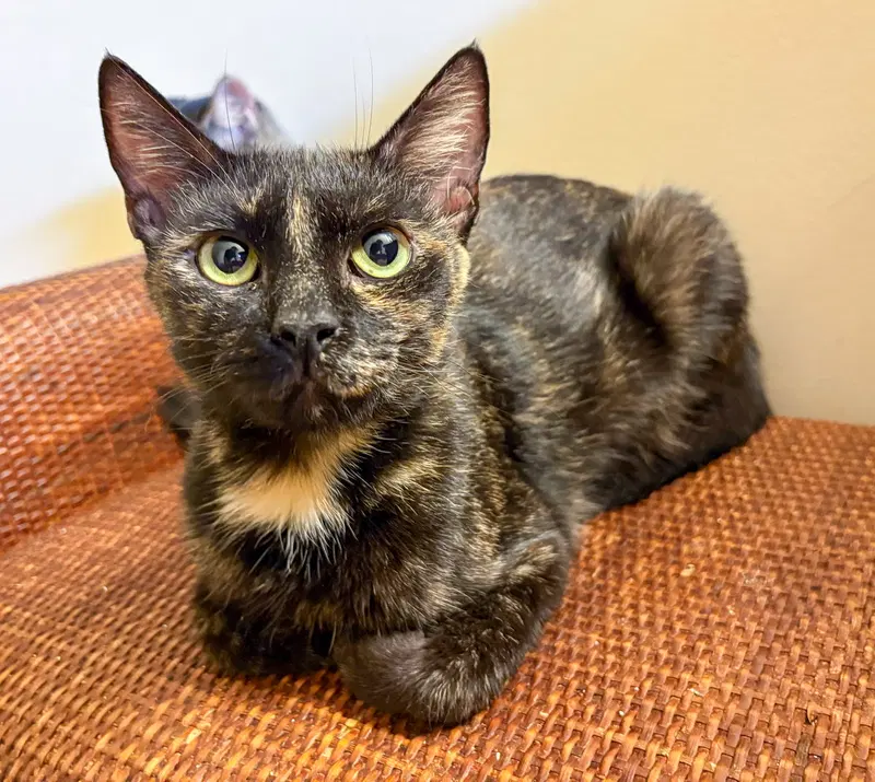 Nora, an adult female Tortoiseshell cat up for adoption