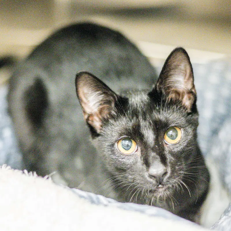 Pepper Jr, a young male cat up for adoption
