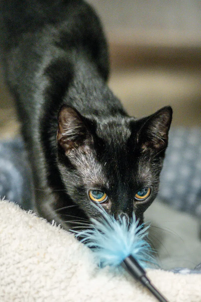 Pepper Jr, photo 3