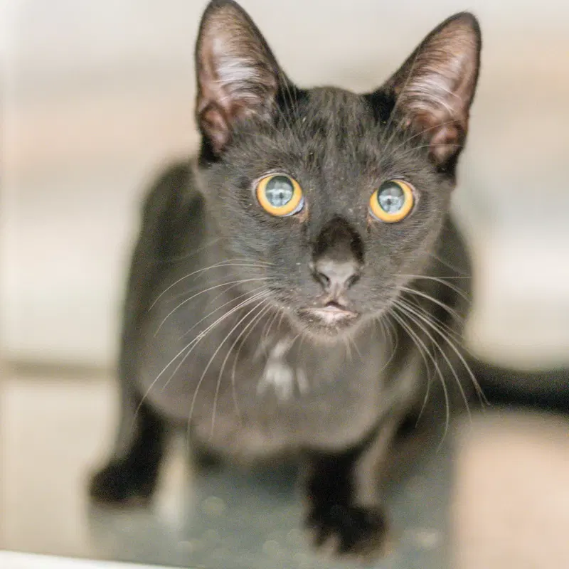Wasabi, a young male cat up for adoption