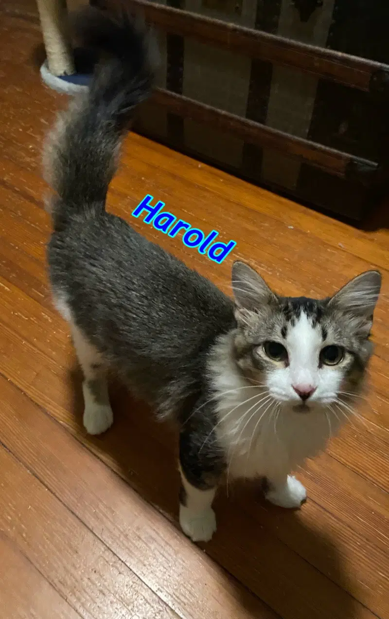 Harold AND Calculator, photo 4
