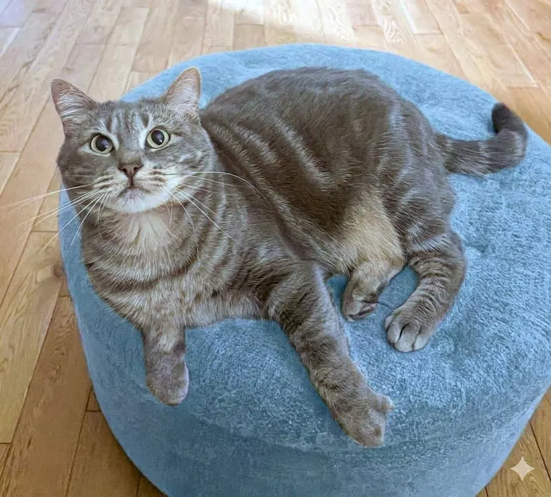 Stormy, an adult female Tabby cat up for adoption