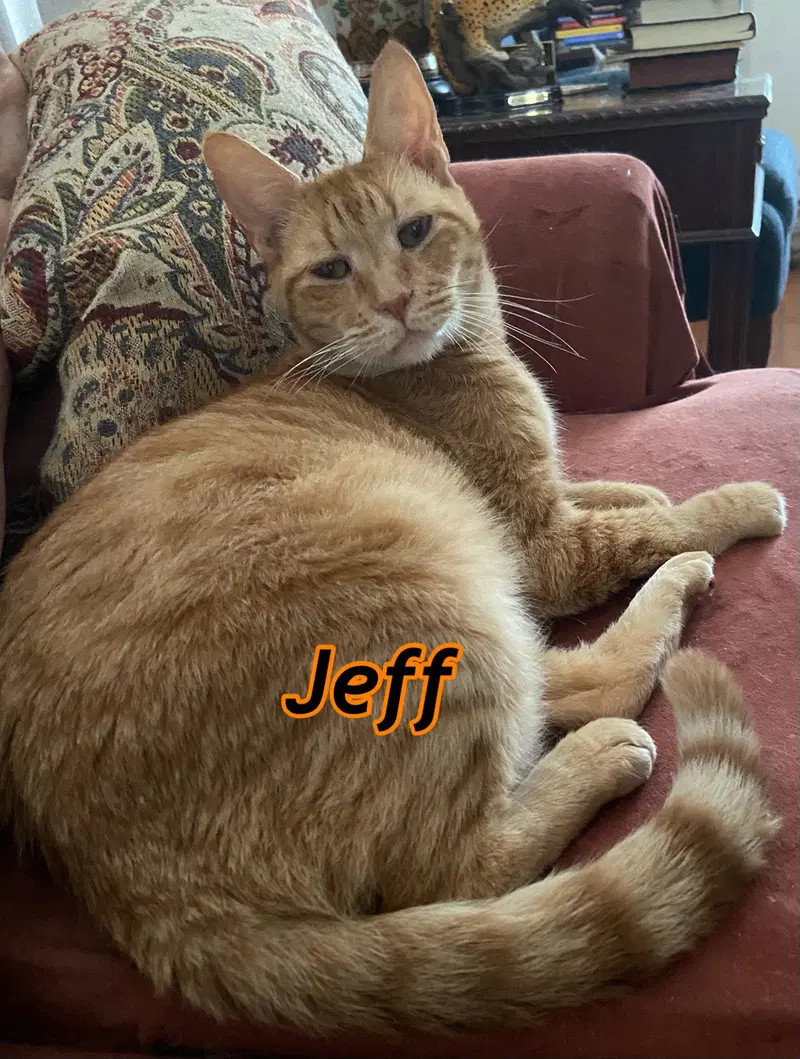 Jeff, photo 5