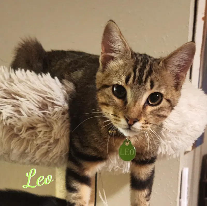 Leo, a male Bengal kitten up for adoption