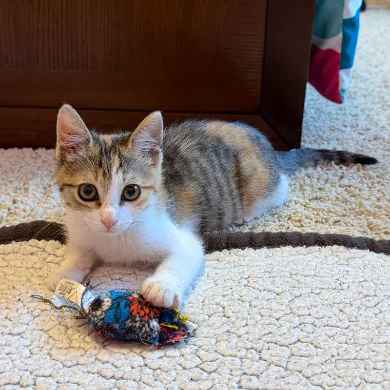 Stella, photo 2