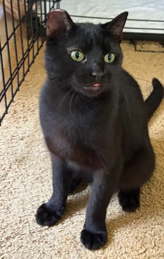 Jax, a male cat up for adoption
