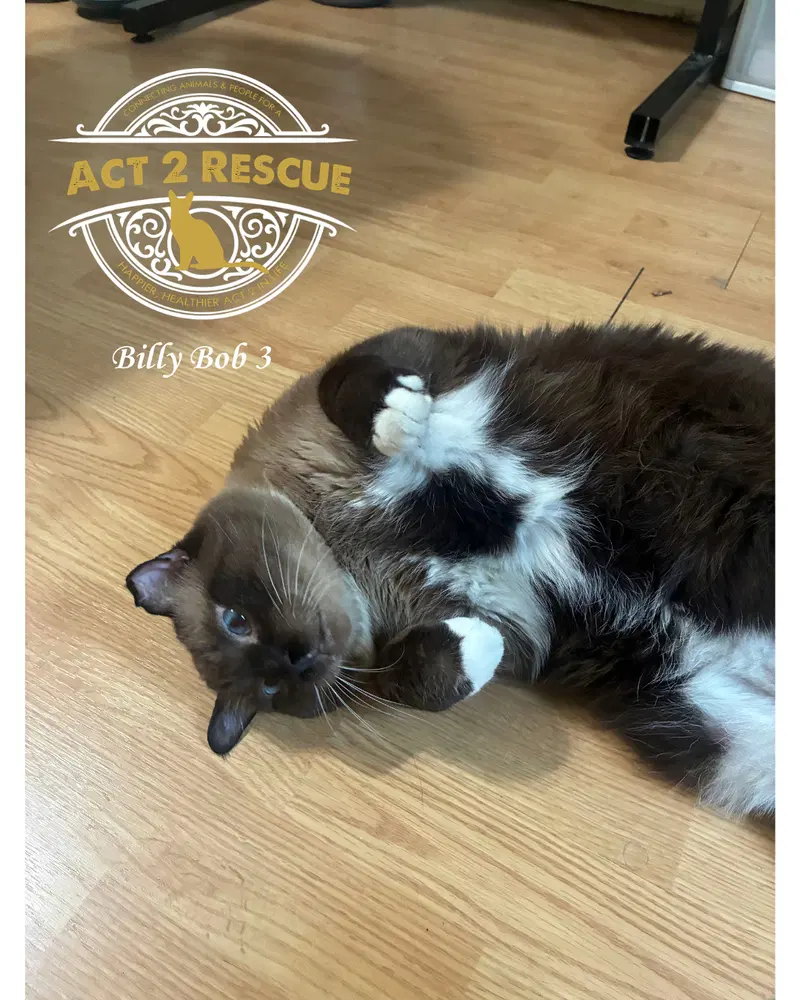 Billy Bob 3, a senior male Siamese cat up for adoption