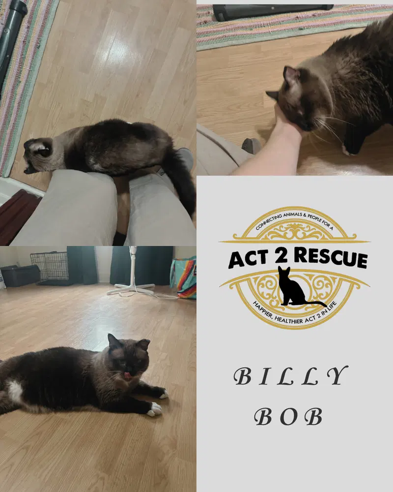 Billy Bob 3, photo 2