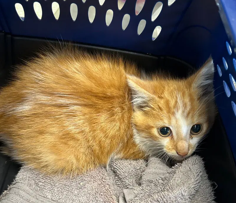 Cayenne, photo 4