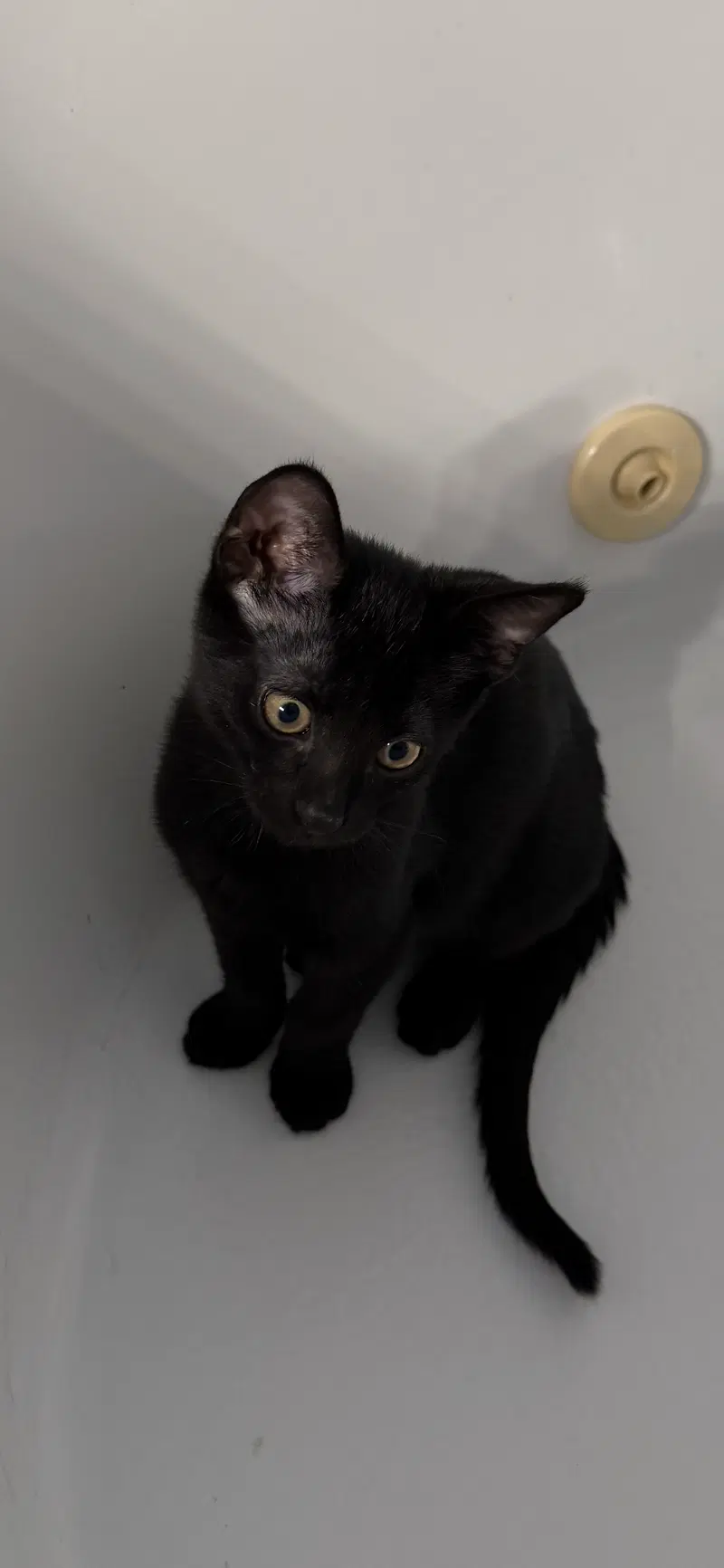 Gus, a male kitten up for adoption