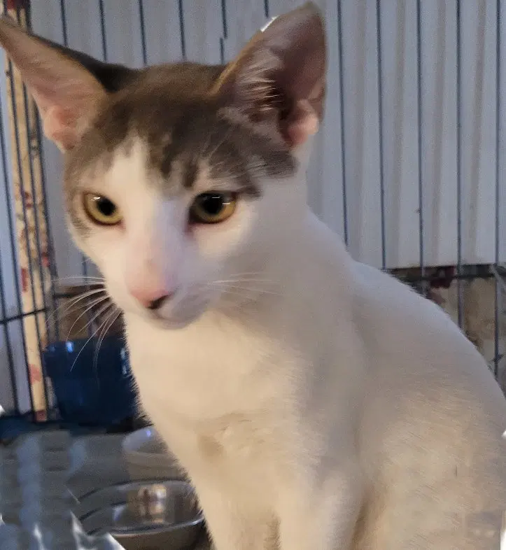 Rigby, a young male cat up for adoption