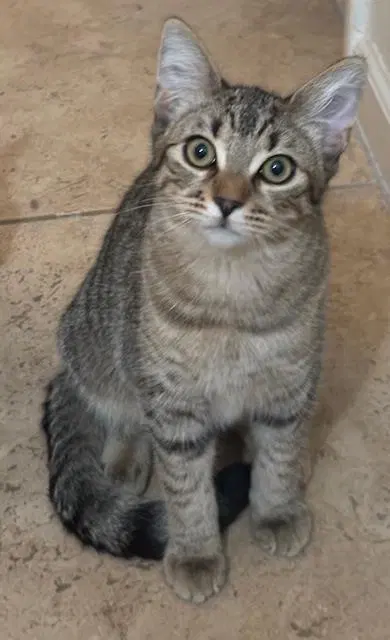 Poppy Purrsome, a female kitten up for adoption