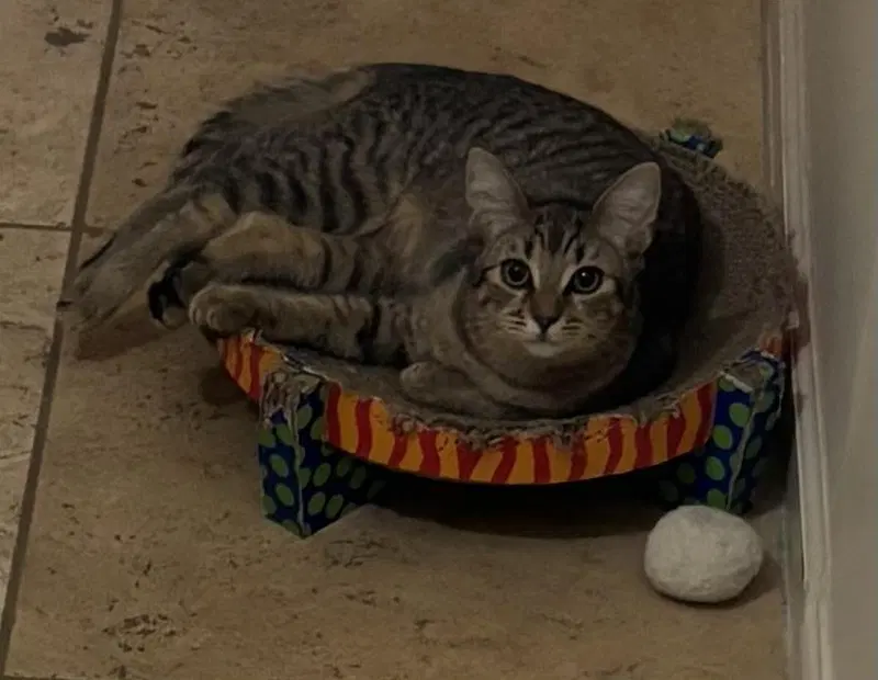 Poppy Purrsome, photo 2