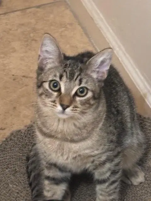 Poppy Purrsome, photo 3