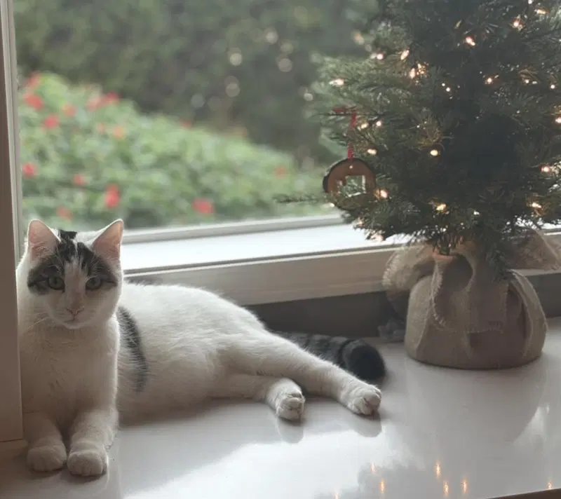 Quinn Meow, an adult male cat up for adoption