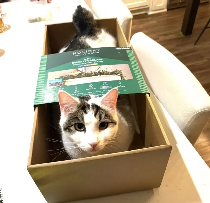 Quinn Meow, photo 2