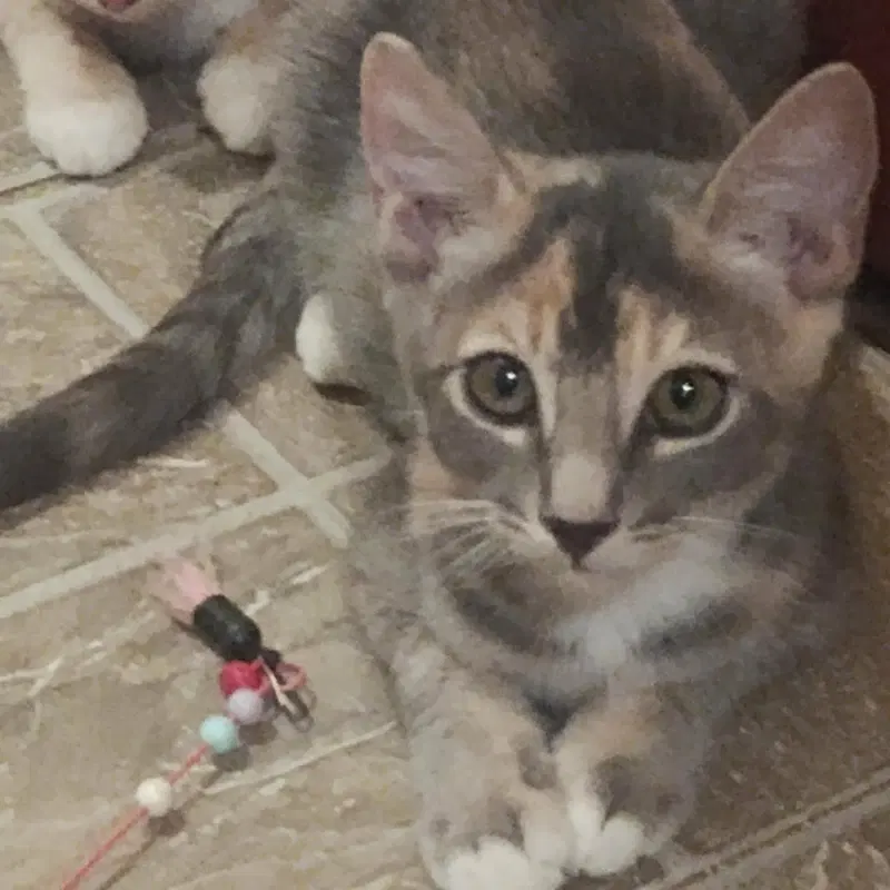 Raisin Bran Cereal, a female kitten up for adoption