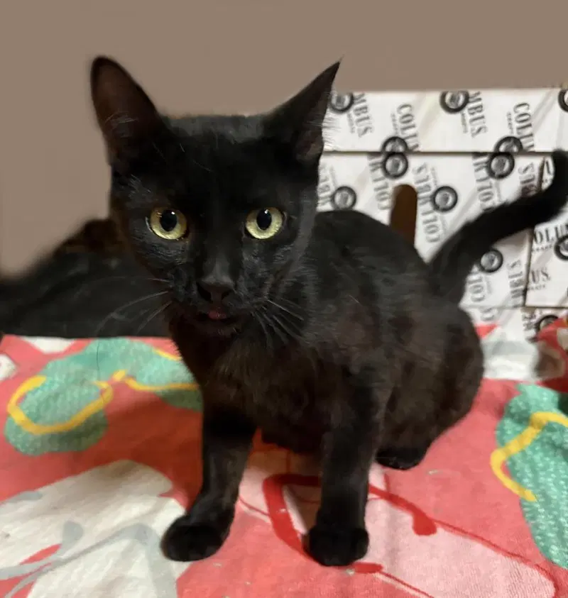 Paris Onyx, an adult female cat up for adoption
