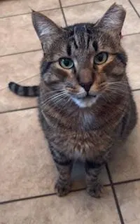 Chapo Pooh, a young male Tabby cat up for adoption