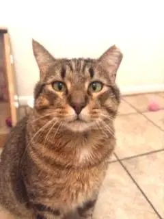 Chapo Pooh, photo 2