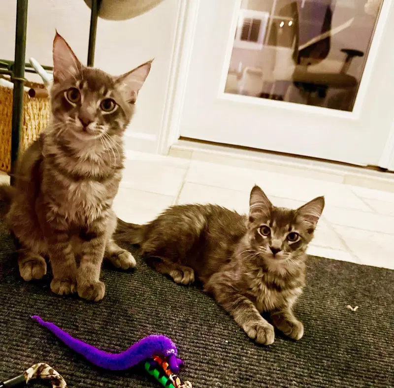 Donner Ferguson Bonded To Qupid, a male kitten up for adoption
