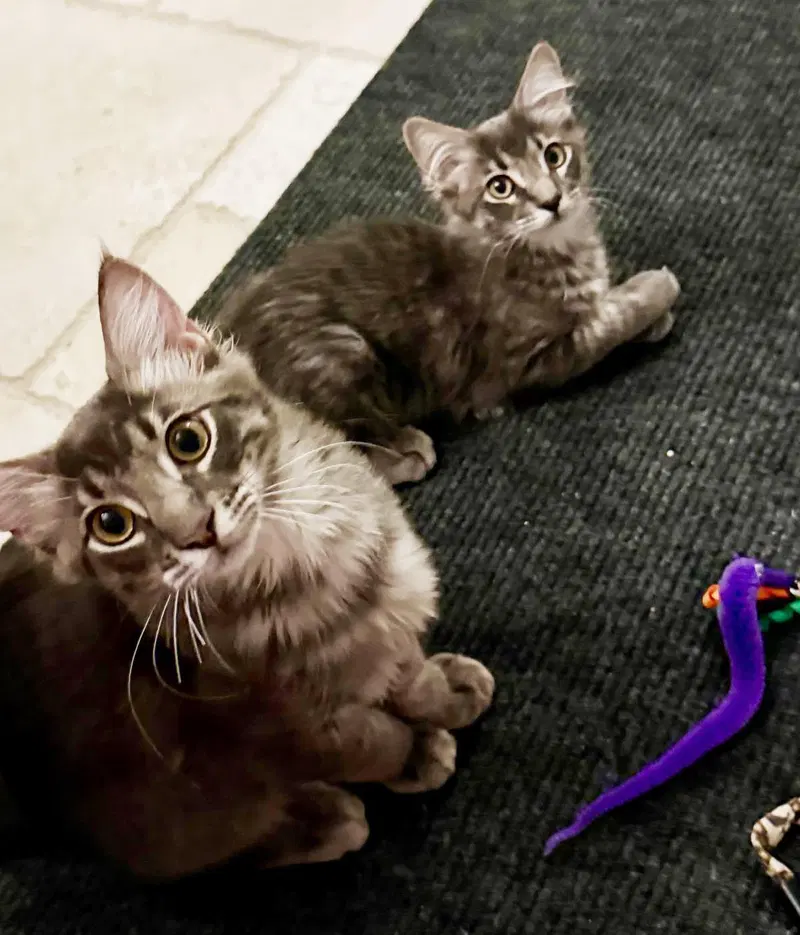 Qupid Ferguson Bonded To Donner, a female kitten up for adoption