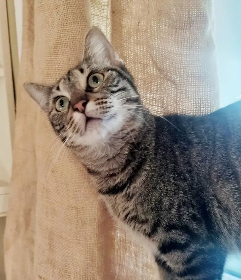 Denise Demenace, an adult female cat up for adoption