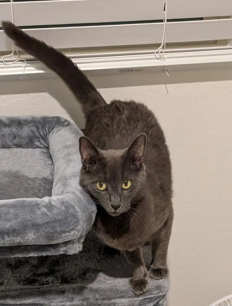 Misty Rene Perri, an adult female cat up for adoption