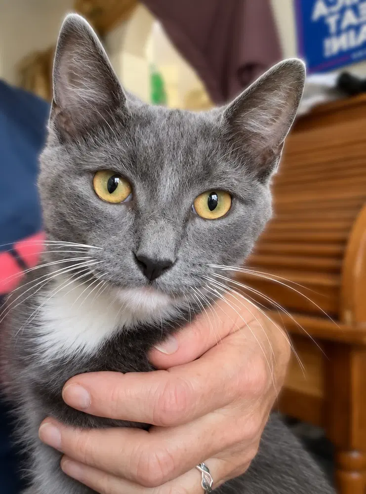 Grimace McDonalds, a male kitten up for adoption
