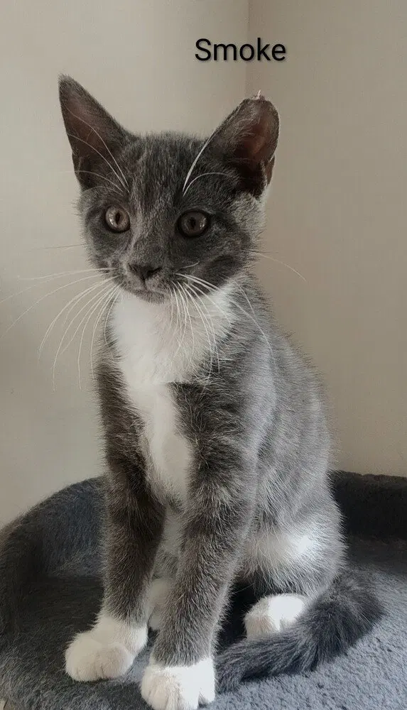 Smoke, a male kitten up for adoption