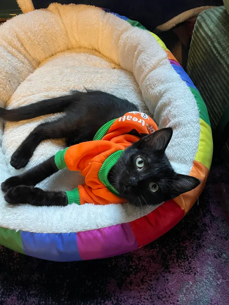 Nico, a male kitten up for adoption