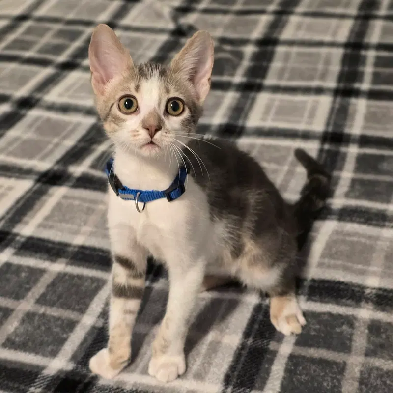 Leia, a male kitten up for adoption