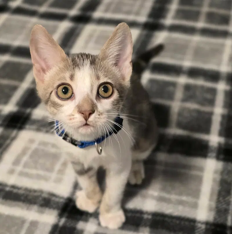 Leia, photo 4