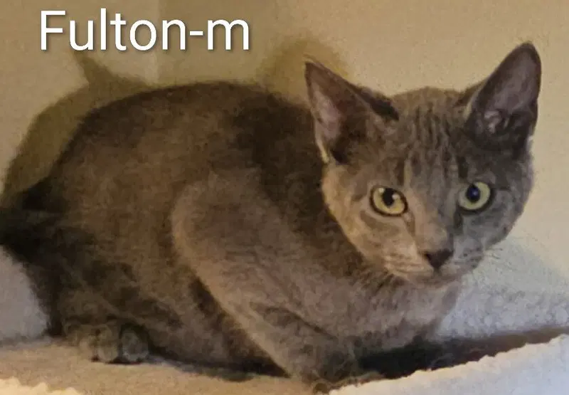 Fulton, a male Maine Coon kitten up for adoption