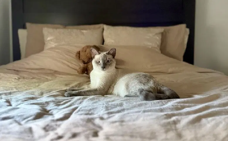 Sassy the Siamese, a young female Siamese cat up for adoption