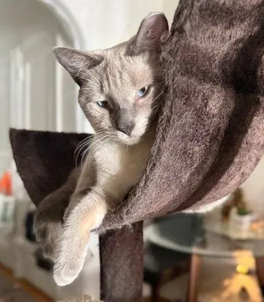 Sassy the Siamese, photo 2