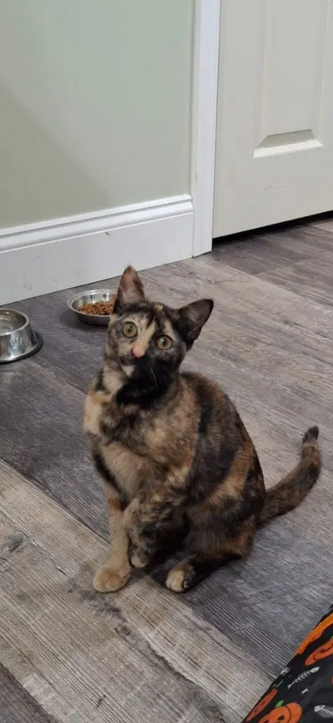 Twix, a young female cat up for adoption