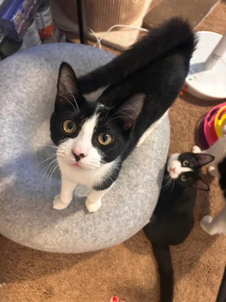 Iris, a female kitten up for adoption