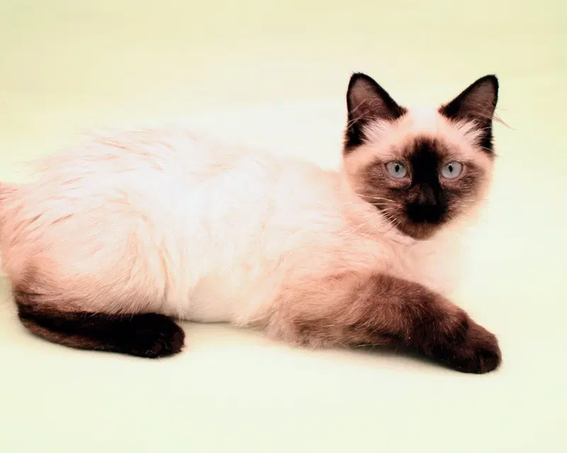 Harriet, photo 2