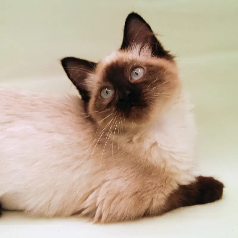 Harriet, photo 3