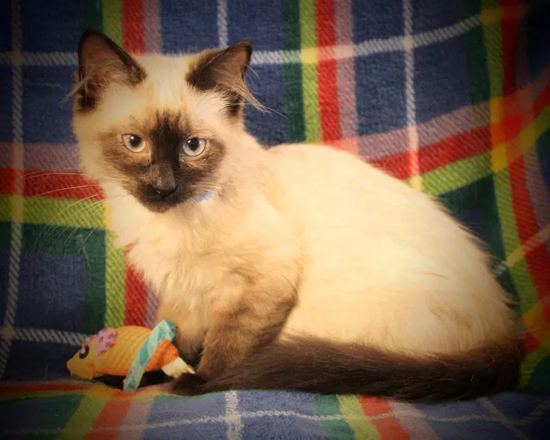 Harriet, photo 4