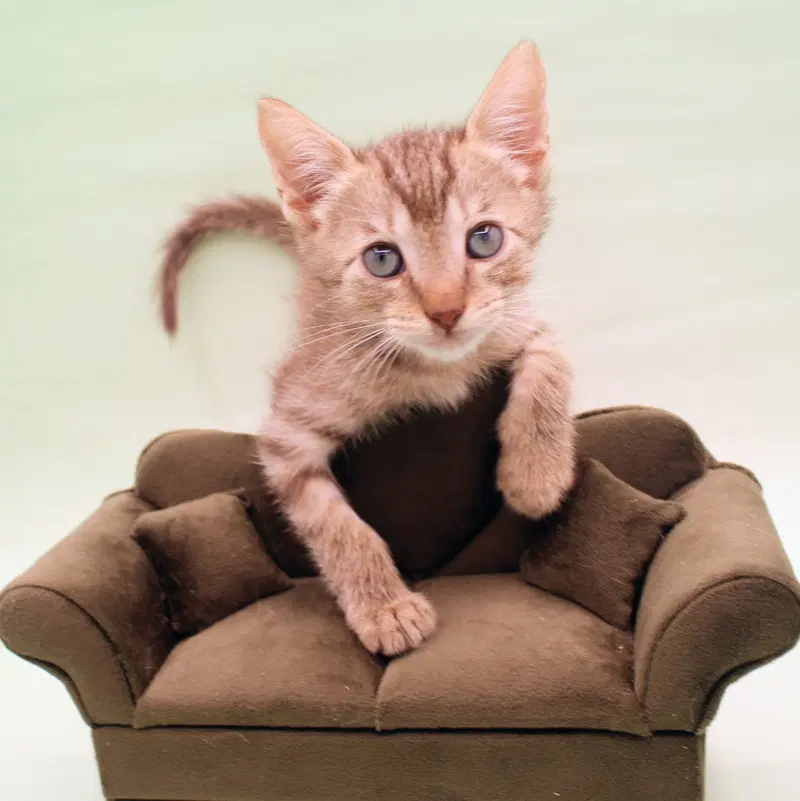 Cinder, a male Havana kitten up for adoption